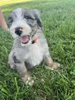Old English Bernedoodle (10 puppies available) , a male Bernedoodle for sale in De Graff, OH – 1 of 4