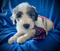 Old English Bernedoodle (10 puppies available) , a female Bernedoodle and Sheepadoodle for sale in De Graff, OH – 2 of 9