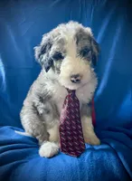 10 available (7 males 3 females) , a female Bernedoodle and Sheepadoodle for sale in De Graff, OH – 8 of 9