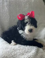 Old English Beenedoodle Puppy, a female Bernedoodle for sale in De Graff, OH – 5 of 5