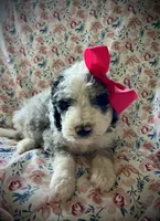 10 available (7 males 3 females) , a female Bernedoodle and Sheepadoodle for sale in De Graff, OH – 4 of 9