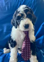 10 available (7 males 3 females) , a female Bernedoodle and Sheepadoodle for sale in De Graff, OH – 5 of 9
