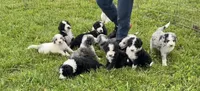 Old English Beenedoodle Puppy, a female Bernedoodle for sale in De Graff, OH – 2 of 5