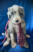 10 available (7 males 3 females) , a female Bernedoodle and Sheepadoodle for sale in De Graff, OH – 7 of 9