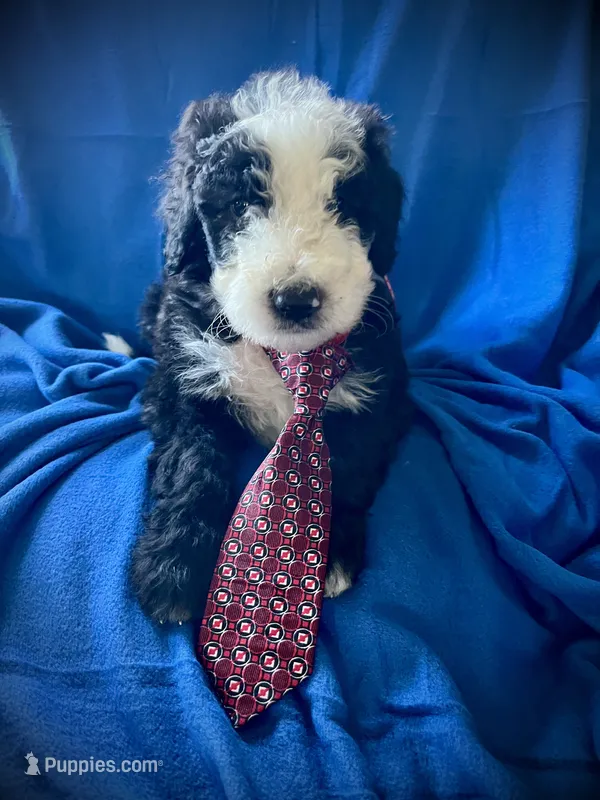 Old English Bernedoodle (10 puppies available)  – Bernedoodle, Sheepadoodle puppy for sale in De Graff, OH