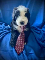 Old English Bernedoodle (10 puppies available) , a female Bernedoodle and Sheepadoodle for sale in De Graff, OH – 1 of 9
