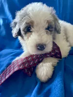 10 available (7 males 3 females) , a female Bernedoodle and Sheepadoodle for sale in De Graff, OH – 3 of 9
