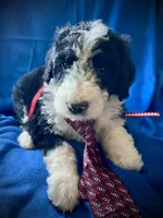 10 available (7 males 3 females) , a female Bernedoodle and Sheepadoodle for sale in De Graff, OH – 6 of 9