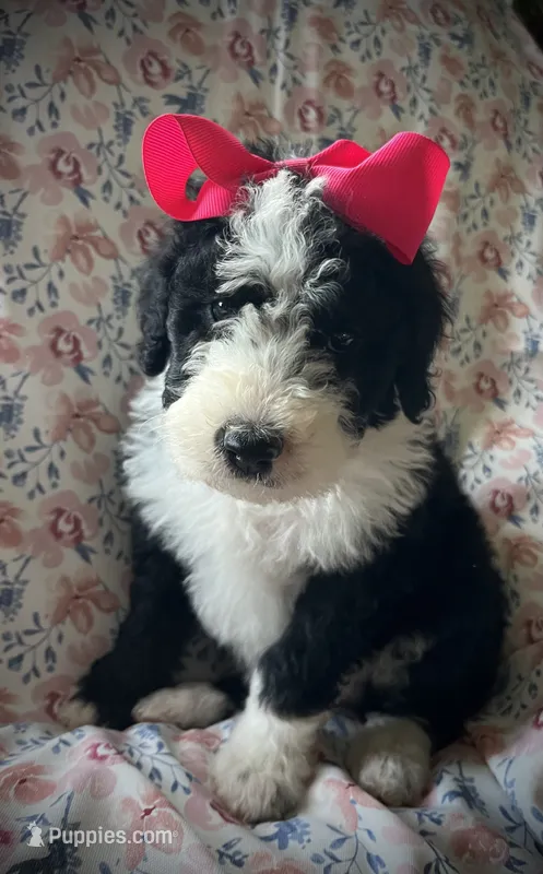10 available (7 males 3 females)  – Bernedoodle, Sheepadoodle puppy for sale in De Graff, OH