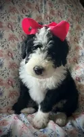 10 available (7 males 3 females) , a female Bernedoodle and Sheepadoodle for sale in De Graff, OH – 1 of 9