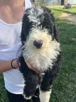 Old English Beenedoodle Puppy, a female Bernedoodle for sale in De Graff, OH – 4 of 5