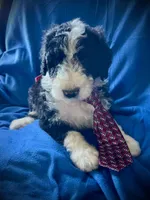 Old English Bernedoodle (10 puppies available) , a female Bernedoodle and Sheepadoodle for sale in De Graff, OH – 7 of 9