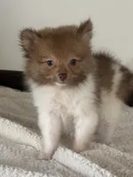 Snickers, a male Pomeranian for sale in Sacramento, CA – 1 of 1