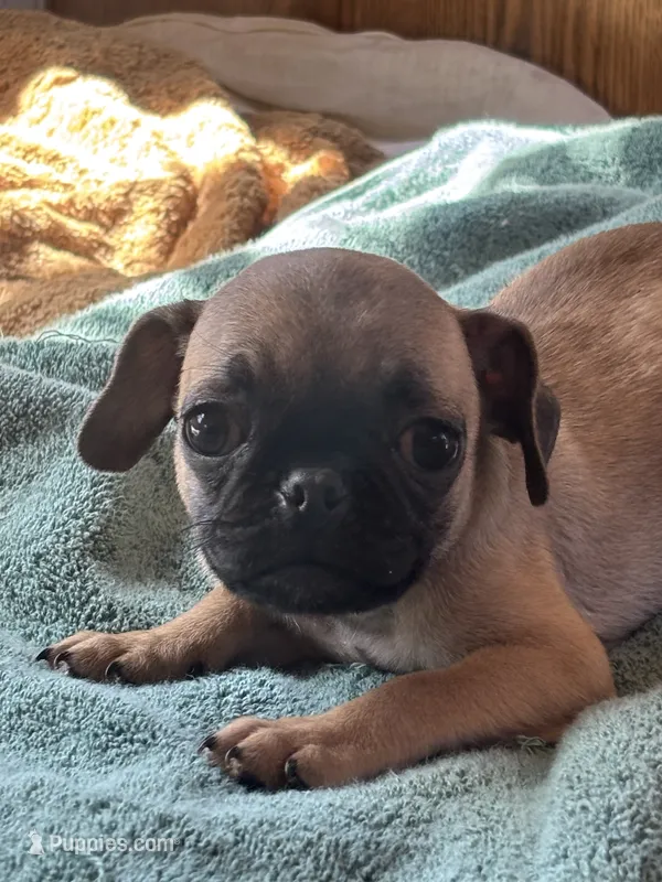 Ellie – French Bulldog, Pug puppy for sale in Sacramento, CA