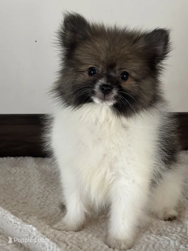 Dagger – Pomeranian puppy for sale in Sacramento, CA