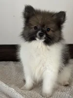 Dagger, a male Pomeranian for sale in Sacramento, CA – 1 of 1