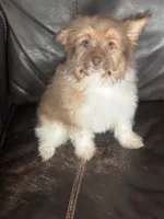 Sparks, a male Maltipoo for sale in Sacramento, CA – 2 of 2