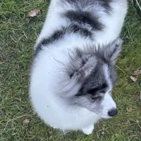 Willow, a female Pomeranian for sale in Sacramento, CA – Photo 2 of 2