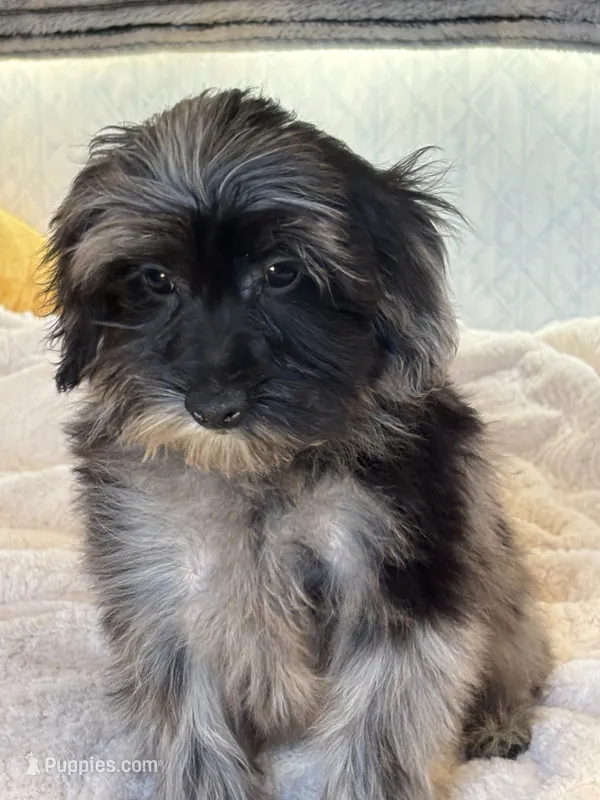 Pepe – Poodle - Toy  puppy for sale in Sacramento, CA