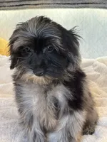 Pepe, a male Poodle - Toy  for sale in Sacramento, CA – 1 of 1