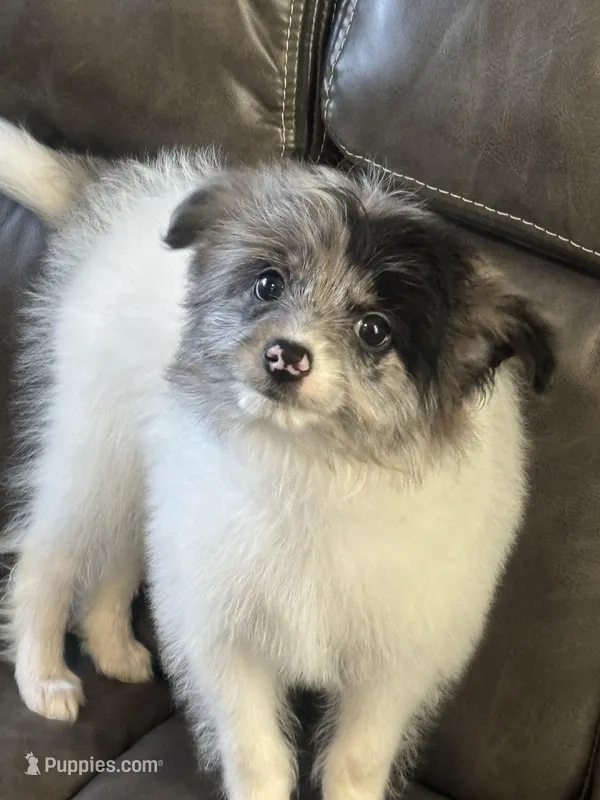 Nikomi – Maltipoo puppy for sale in Sacramento, CA