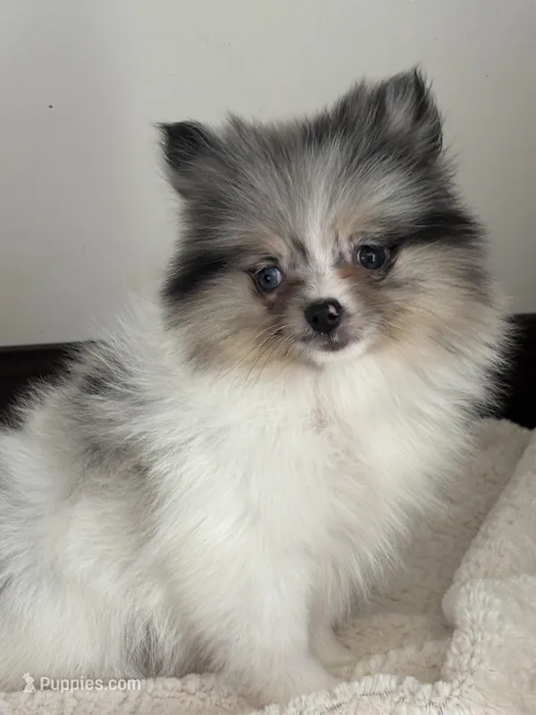 Abigail – Pomeranian puppy for sale in Sacramento, CA