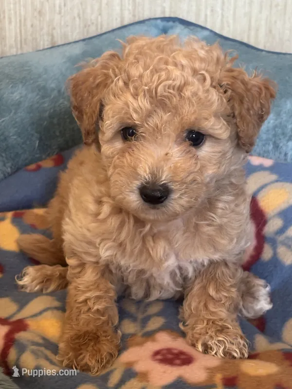 Sierra – Maltipoo puppy for sale in Sacramento, CA