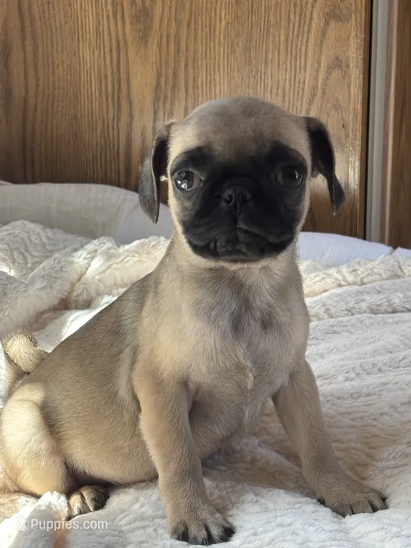 Pugsley – French Bulldog, Pug puppy for sale in Sacramento, CA