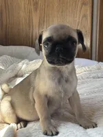Pugsley, a male French Bulldog and Pug for sale in Sacramento, CA – 1 of 1