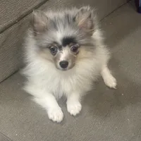 Onyx, a male Pomeranian for sale in Sacramento, CA – Photo 1 of 3