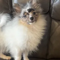 Onyx, a male Pomeranian for sale in Sacramento, CA – Photo 3 of 3