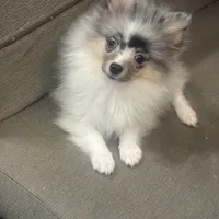 Onyx, a male Pomeranian for sale in Sacramento, CA – Photo 2 of 3