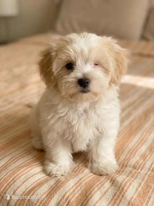 Patch – Maltipoo puppy for sale in Sacramento, CA