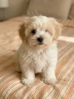 Patch, a male Maltipoo for sale in Sacramento, CA – 1 of 1