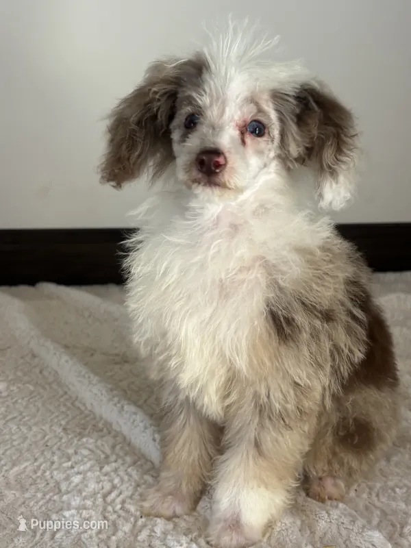 Missy – Poodle - Miniature  puppy for sale in Sacramento, CA