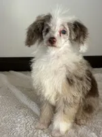 Missy, a female Poodle - Miniature  for sale in Sacramento, CA – 1 of 1
