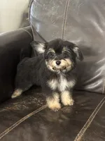 Magic, a male Maltipoo for sale in Sacramento, CA – 2 of 3