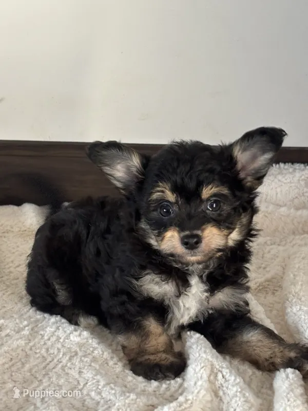 Magic – Maltipoo puppy for sale in Sacramento, CA