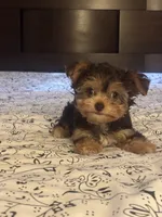 Nova, a female Yorkipoo and Poodle - Toy  for sale in Sacramento, CA – 1 of 1