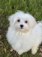 Max, a male Maltese for sale in Sacramento, CA – Photo 2 of 2