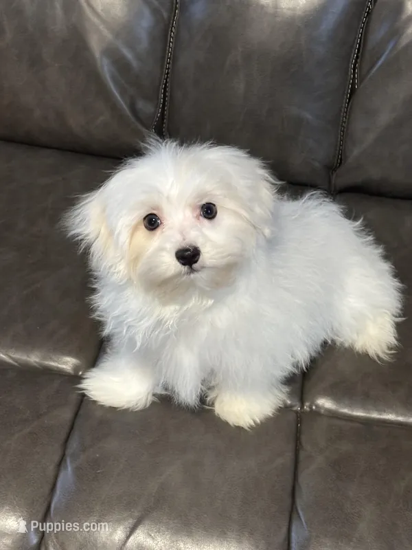 Max – Maltese puppy for sale in Sacramento, CA