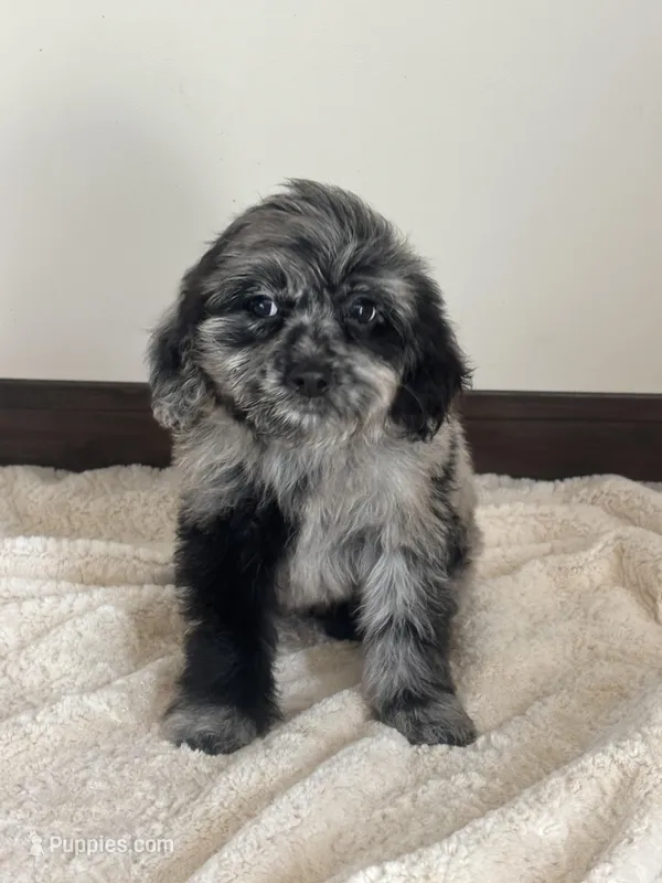 Zeus – Miniature Goldendoodle puppy for sale in Sacramento, CA