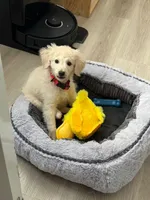 Sunny, a male Miniature Goldendoodle for sale in Sacramento, CA – 1 of 1