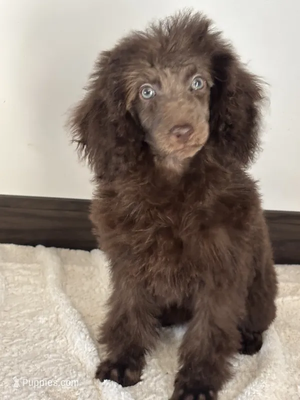 Kisses – Poodle - Miniature  puppy for sale in Sacramento, CA