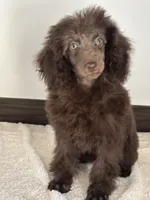 Kisses, a female Poodle - Miniature  for sale in Sacramento, CA – 1 of 1