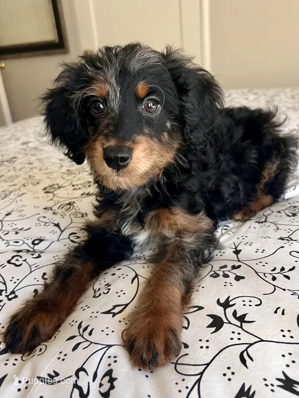 Bruno – Aussiedoodle puppy for sale in Sacramento, CA