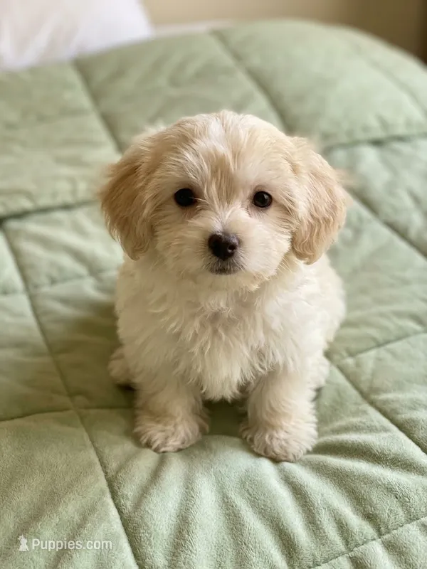 Teddy – Maltipoo puppy for sale in Sacramento, CA