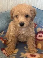 Pierre, a male Maltipoo for sale in Sacramento, CA – 1 of 1