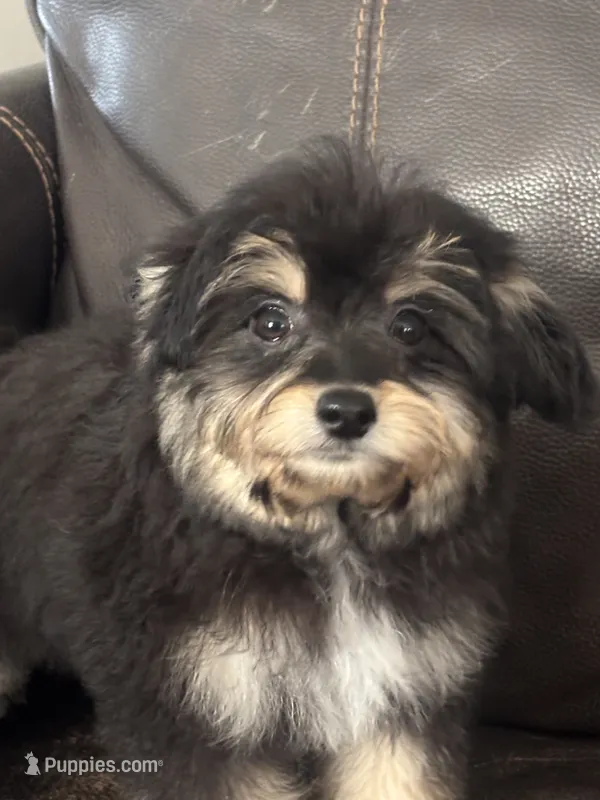 Magic – Maltipoo puppy for sale in Sacramento, CA