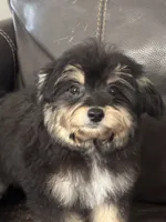 Magic, a male Maltipoo for sale in Sacramento, CA – 1 of 3